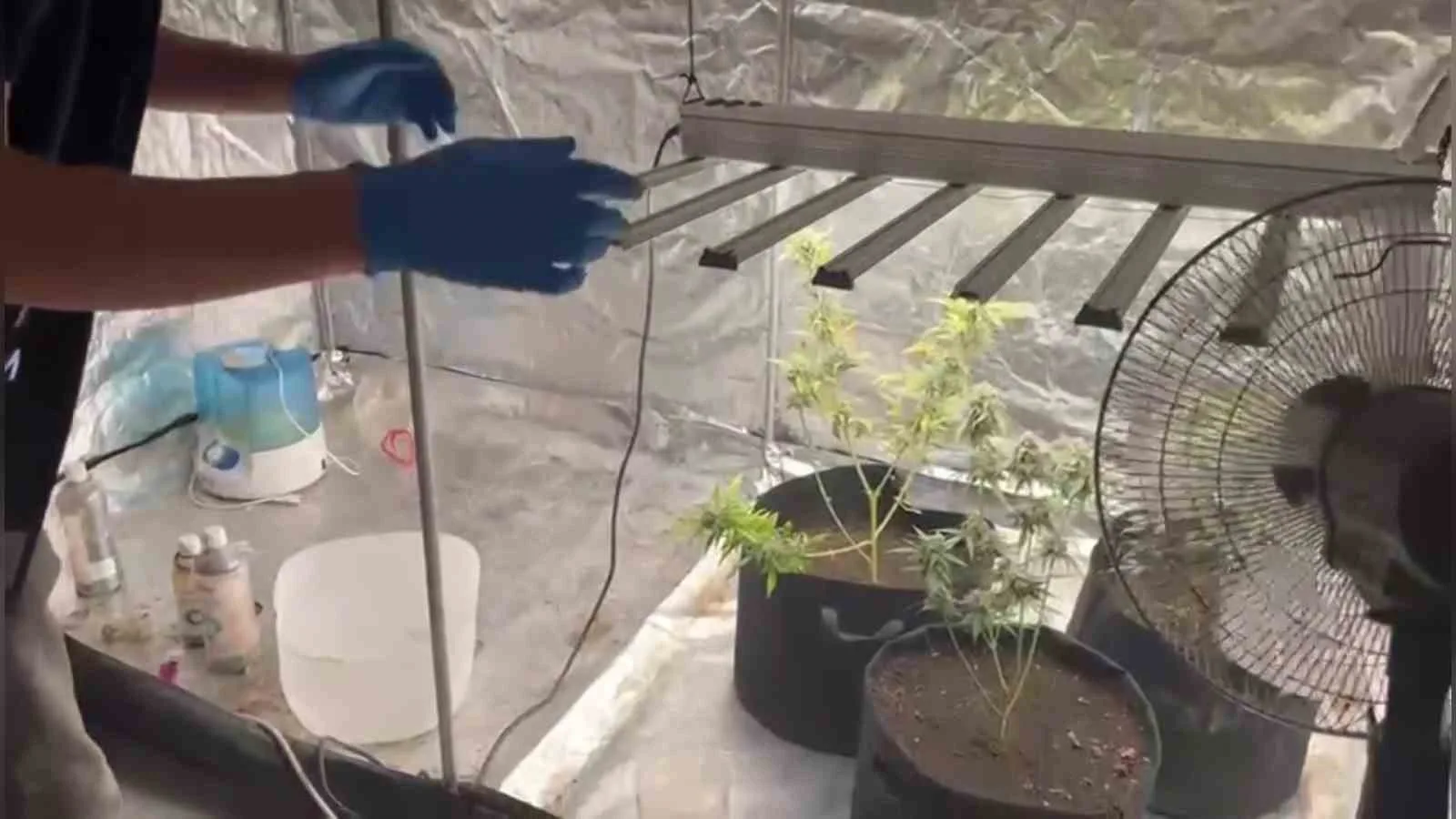 Adana’da kiraladığı evde kurduğu iklimlendirme sistemi ile uyuşturucu yetiştiren şüpheli