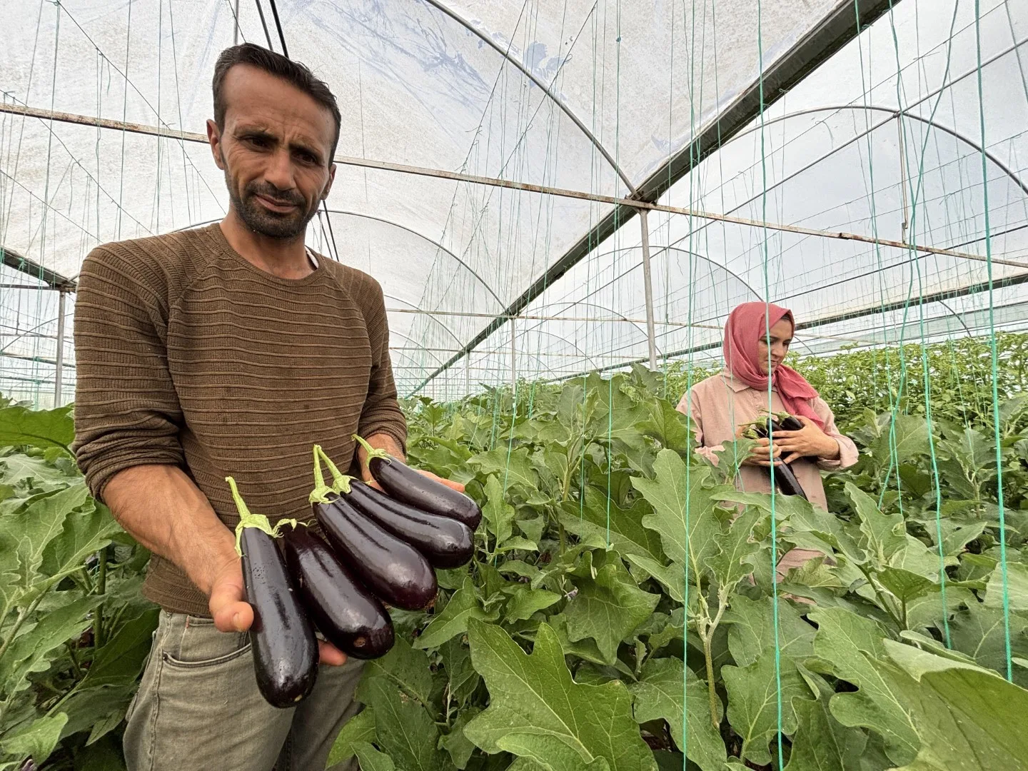 Eyyübiye Belediyesi Sera Kent’te yetiştirilen yüzlerce süs bitkileri ve fidanlar