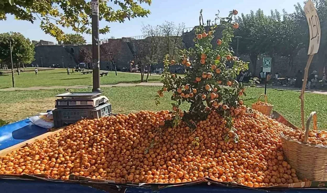 Sonbaharın gelmesiyle birlikte, doğal ortamlarda yetişen ürünlerden biri olan alıç,
