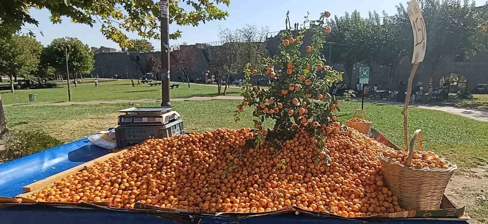 Sonbaharın gelmesiyle birlikte, doğal ortamlarda yetişen ürünlerden biri olan alıç,