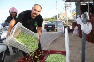 Muğla’nın Fethiye ve Seydikemer ilçelerinde zeytin hasadı tüm hızıyla sürüyor.