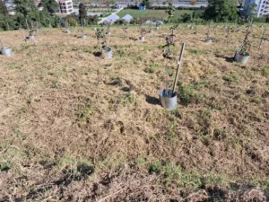 Fındık üretiminde verimliliği artırmak ve kalite standartlarını yükseltmek amacıyla Fındık