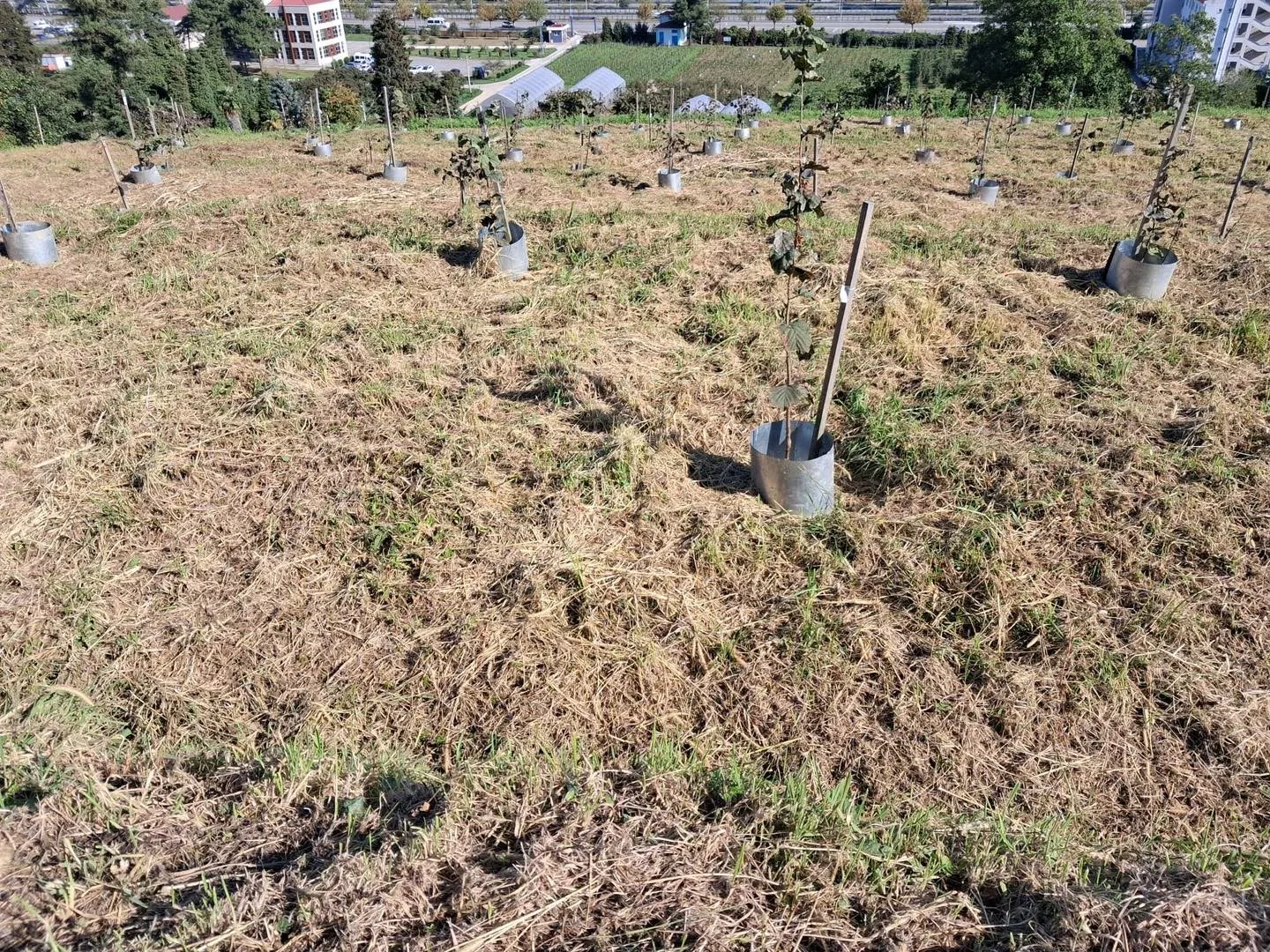 Fındık üretiminde verimliliği artırmak ve kalite standartlarını yükseltmek amacıyla Fındık