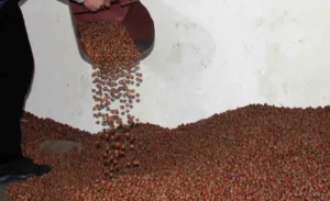Giresun’da serbest piyasada fındık fiyatları zirveyi gördükten sonra hızlı bir