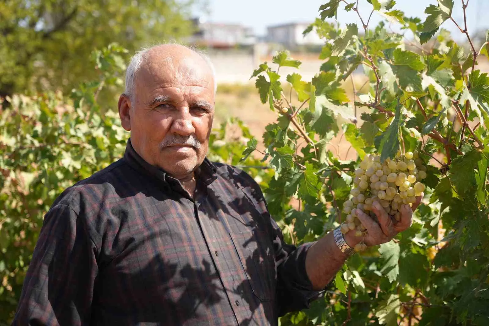 Antep fıstığı üretiminin önemli merkezi olan Gaziantep’te alternatif üretimi teşvik