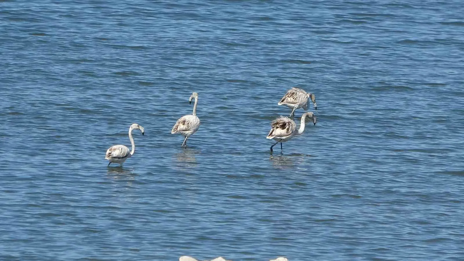 Van Gölü havzasında sayıları Artan Allı Turnalar, İskele Mahallesi sahilinde