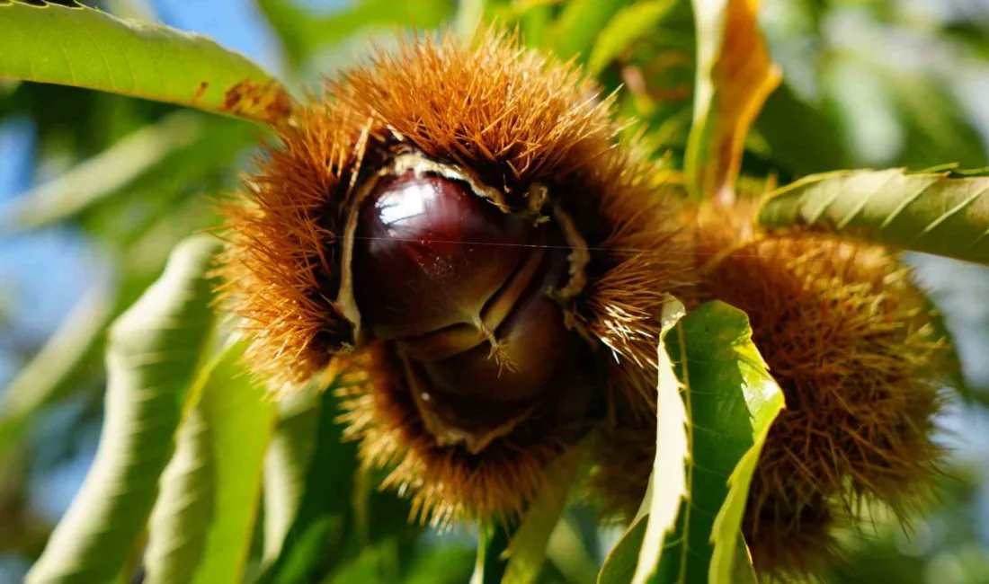 Samsun Ondokuz Mayıs Üniversitesi (OMÜ) Ziraat Fakültesi’nde, kestane üretimini tehdit