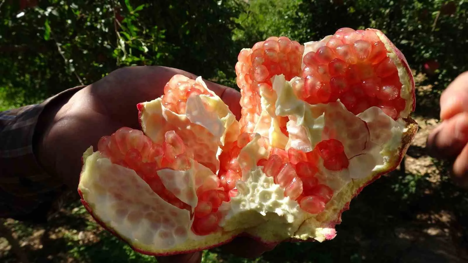 Türkiye’nin nar üretiminde önde gelen şehirleri arasında yer alan Gaziantep’te