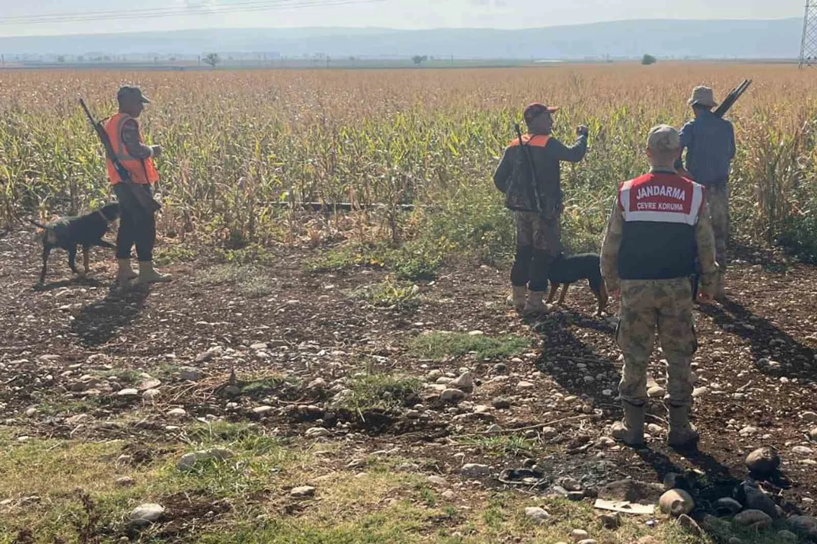 Gaziantep’in Araban ilçesinde sürüler halinde dolaşarak tarım arazilerindeki ürünlere zarar