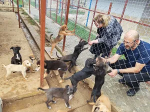 Germencik Belediyesi tarafından hayata geçirilen Sokak Hayvanları Rehabilitasyon Merkezi, açılış