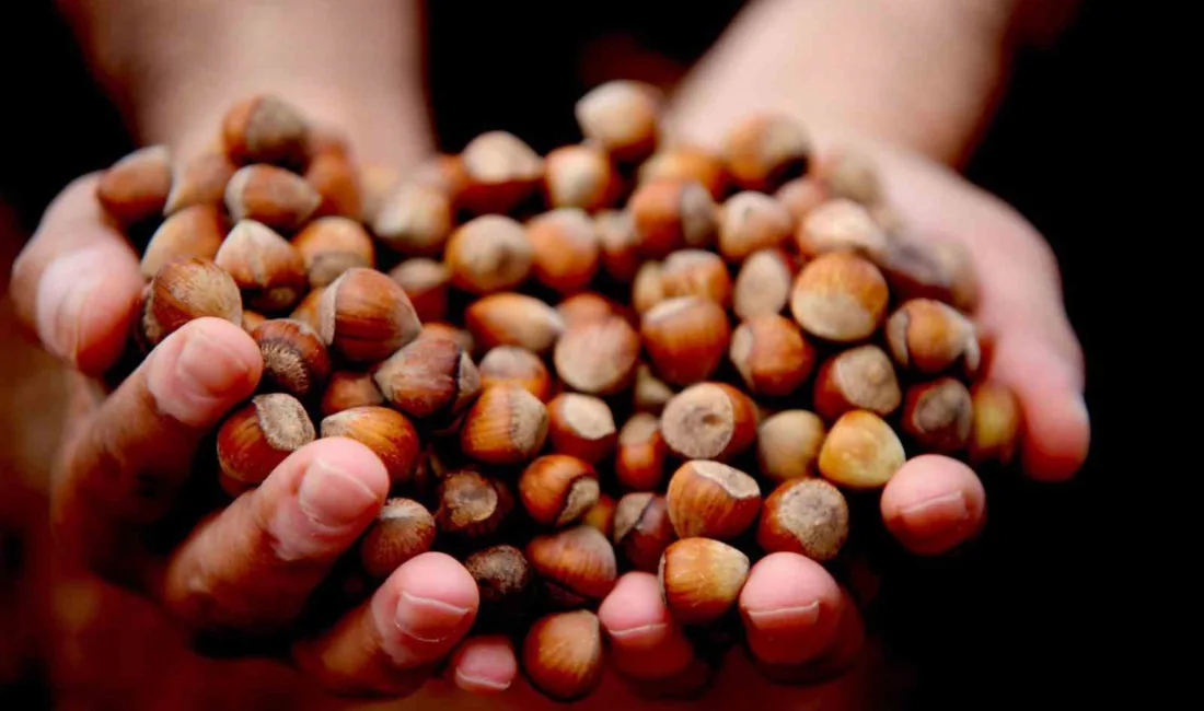 Karadeniz’de fındık piyasası hareketli günler geçiriyor. 1 Ekim 2025 itibarıyla