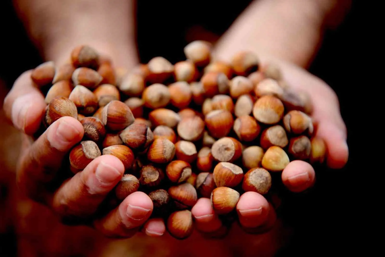 Karadeniz’de fındık piyasası hareketli günler geçiriyor. 1 Ekim 2025 itibarıyla