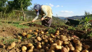 Giresun’un en önemli turizm alanlarından biri olan Kulakkaya Yaylası’na bağlı