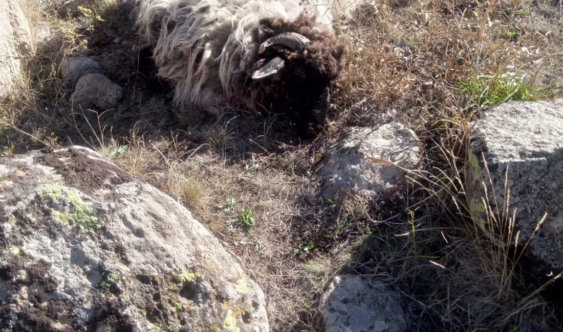 Giresun’un Alucra ilçesine bağlı Günügüzel köyünde yaşanan olayda, önce ayı