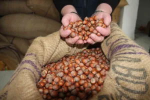 Giresun’da serbest piyasada fındık fiyatları haftayı 315 liradan kapattı. Türkiye