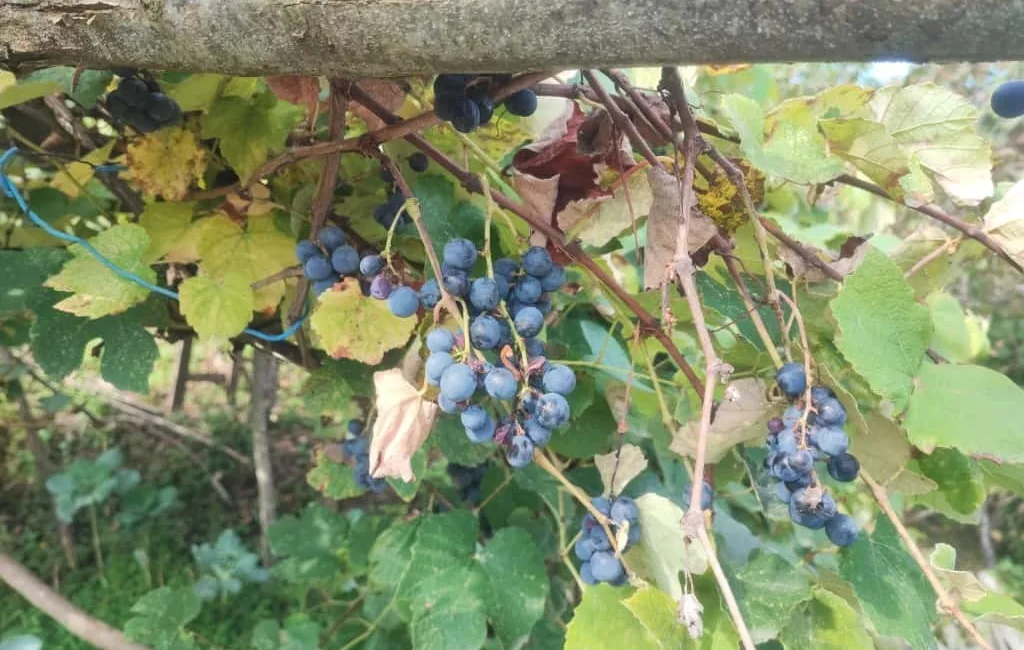 Giresun’un Bulancak ilçesine bağlı Kuşluhan köyünde, halk arasında ’kokulu üzüm’