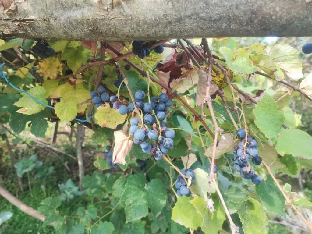 Giresun’un Bulancak ilçesine bağlı Kuşluhan köyünde, halk arasında ’kokulu üzüm’