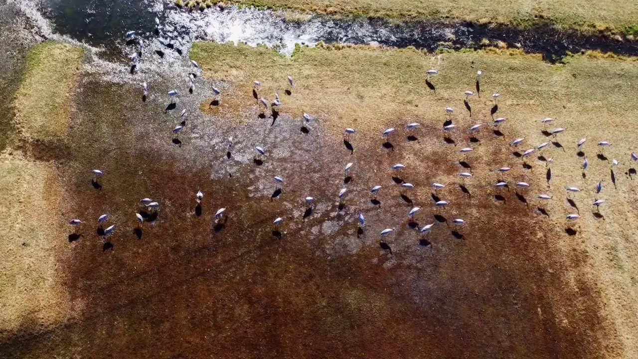 Doğa Koruma Milli Parklar 13. Bölge Müdürlüğü ekipleri tarafından göç