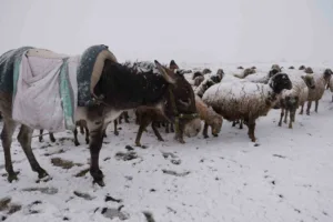Erzincanlı küçükbaş hayvan üreticileri yaylalarda kara yakalandı. Şavak Aşireti’ne mensup