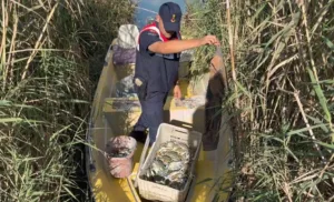 Mersin’in Silifke ilçesinde bulunan Göksu Deltası’nda yasa dışı mavi yengeç