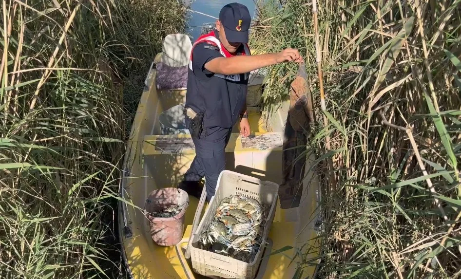 Mersin’in Silifke ilçesinde bulunan Göksu Deltası’nda yasa dışı mavi yengeç
