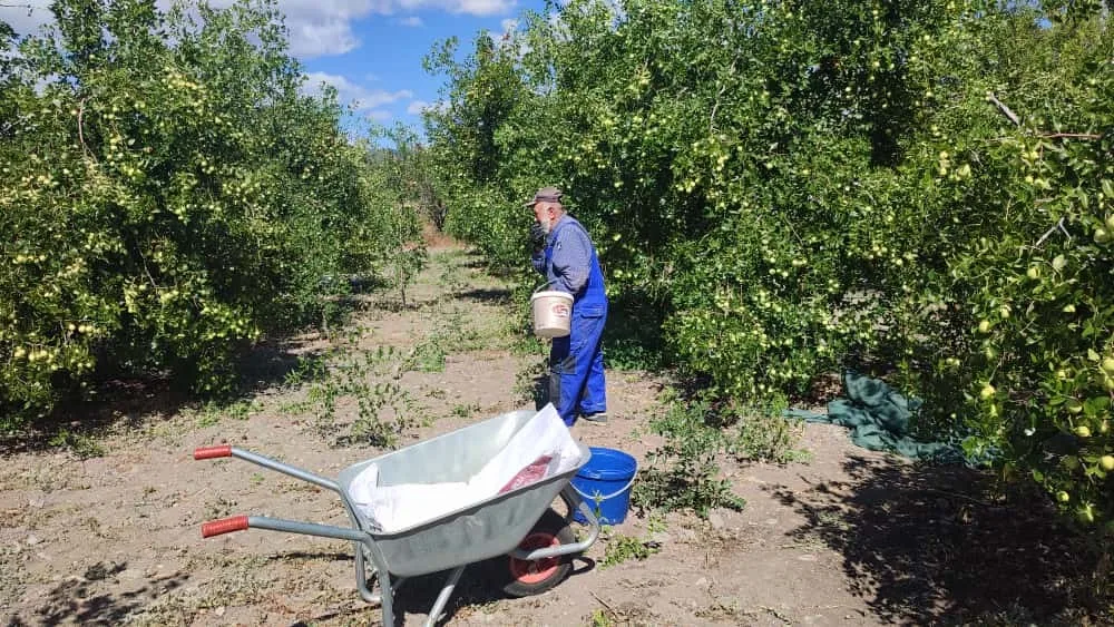 Ankara’nın Güdül ilçesinde yetişen şifa kaynağı hünnap meyvesi, tüm illere