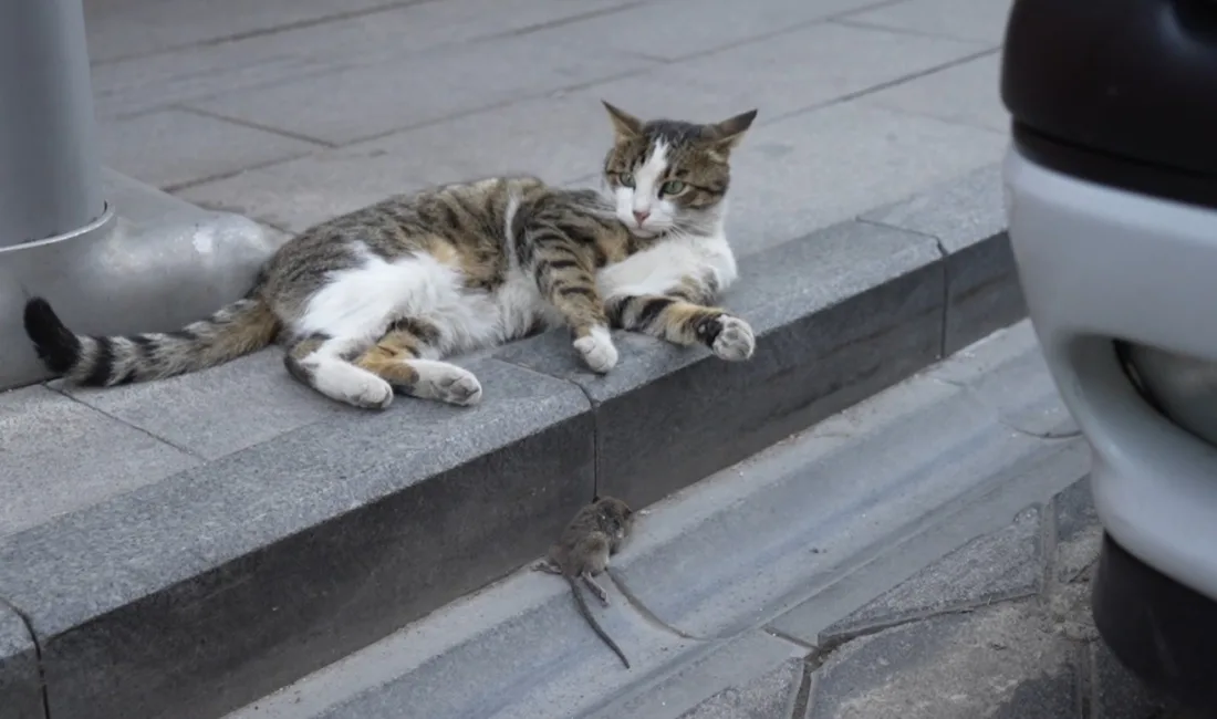 Gümüşhane’de bir kedi, avladığı fareyle oynarken görüntülendi. Cumhuriyet Caddesi üzerindeki