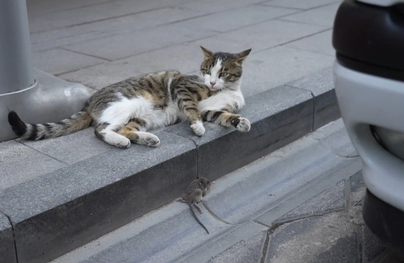 Gümüşhane’de bir kedi, avladığı fareyle oynarken görüntülendi. Cumhuriyet Caddesi üzerindeki