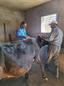 Bitlis’in Güroymak İlçe Tarım ve Orman Müdürlüğü ekipleri, şap aşısı