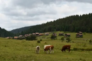 Kastamonu’nun Araç ilçesinde manzaralarıyla ziyaretçilerini büyüleyen yaylalar, hayvancılıkla uğraşan vatandaşların