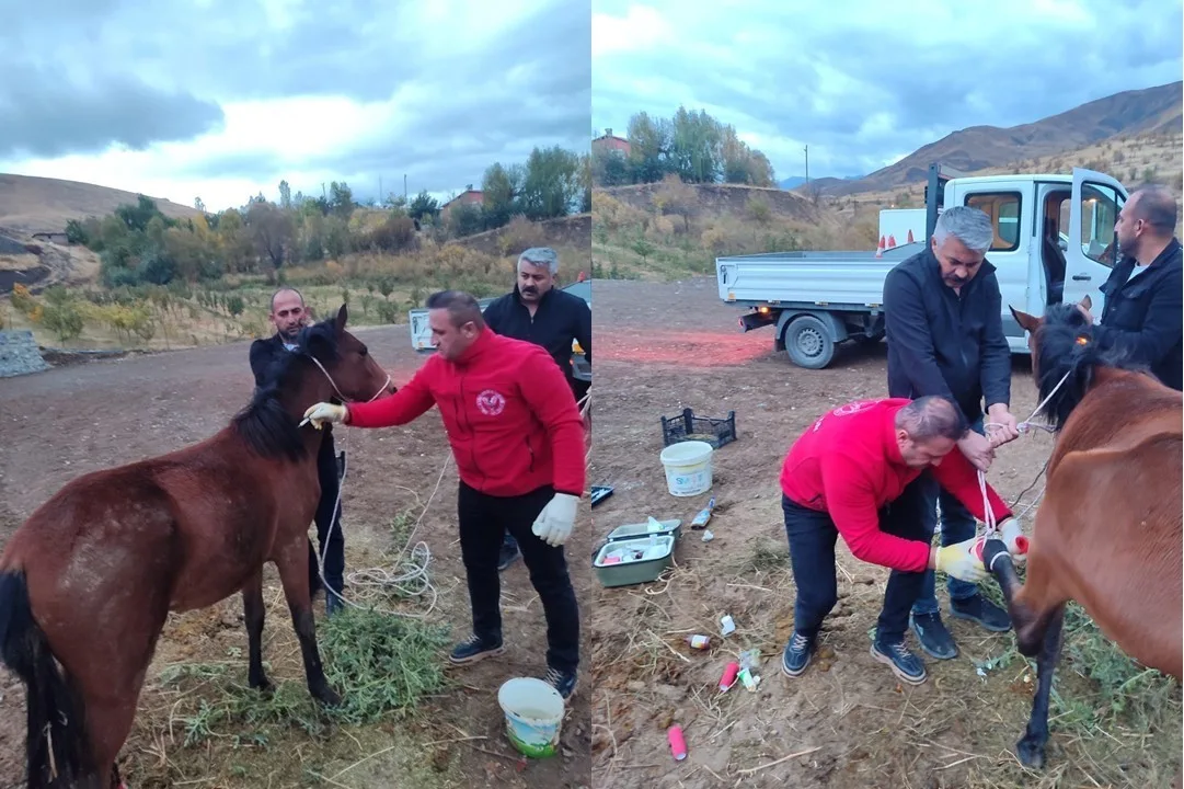 Hakkari’nin Otluca köyünde sol arka ayağında kırık bulunan at kurtarıldı.
