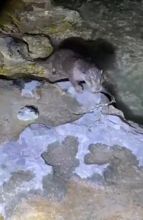 Şanlıurfa’nın Halfeti ilçesinde su samuru görüldü. Şanlıurfa’nın tarihi ve turistik