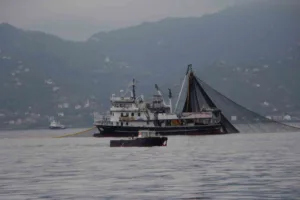 Karadeniz’de hamsi stokları alarm veriyor. Hem bölge balıkçılığı hem de