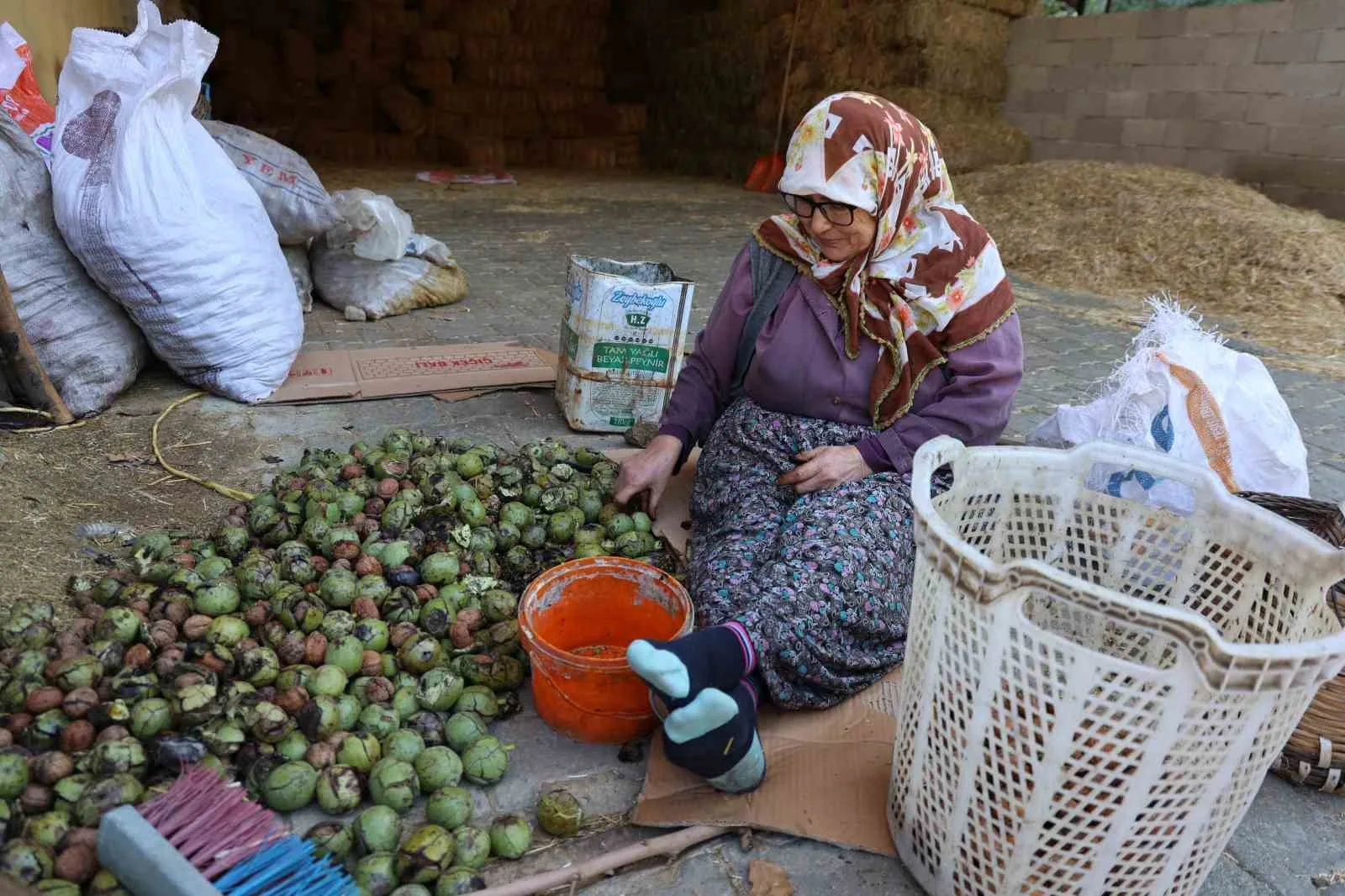 Köşk’te ceviz hasadında sona yaklaşılırken, üreticiler topladıkları cevizleri geleneksel yöntemlerle