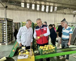 Hatay Tarım ve Orman İl Müdürlüğü ekipleri, kentte başlayan narenciye