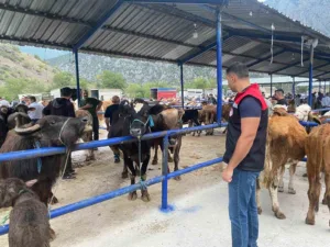 Amasya’da hayvan pazarı şap hastalığı nedeniyle geçici olarak kapatıldı. Kentte