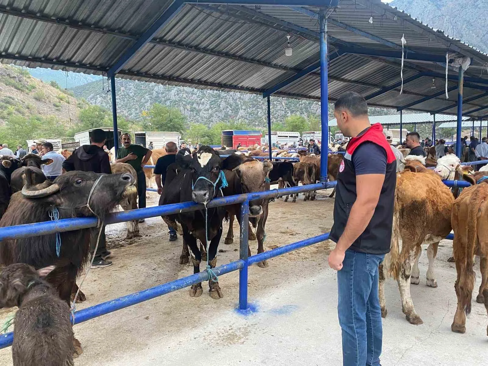 Amasya’da hayvan pazarı şap hastalığı nedeniyle geçici olarak kapatıldı. Kentte