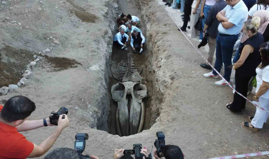 Mersin Körfezi’nde 4 yıl önce ölen ve müze bahçesine gömülen