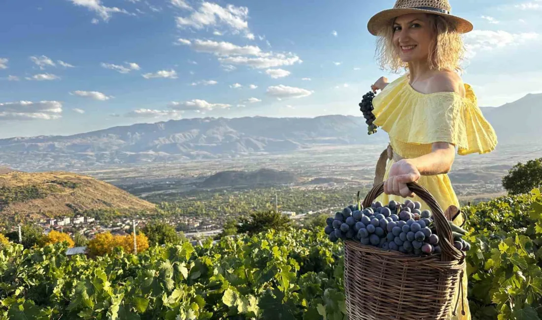 Erzincan’ın Üzümlü ilçesinde 200 yıllık bağlarda yetişen tescilli Cimin üzümünün