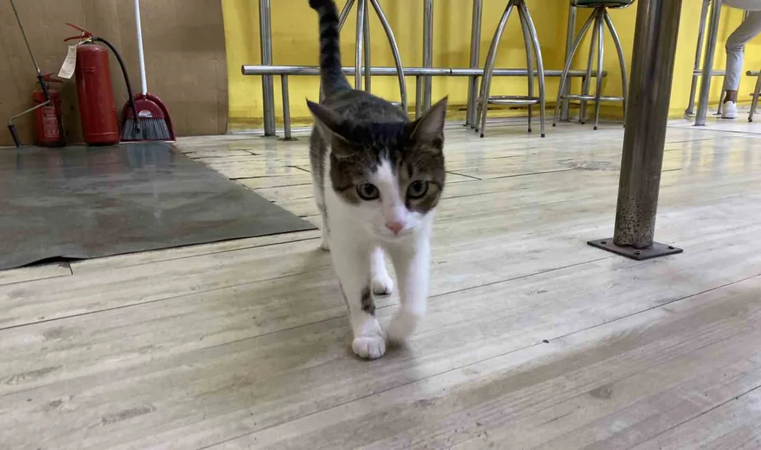 Eskişehir’de 2 defa terk edilen ve bir işletmecinin sahip çıktığı