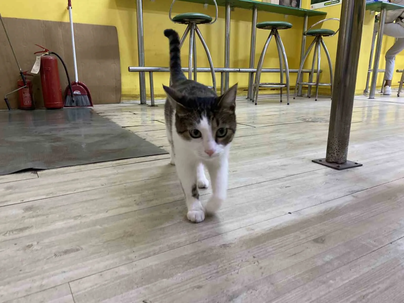 Eskişehir’de 2 defa terk edilen ve bir işletmecinin sahip çıktığı