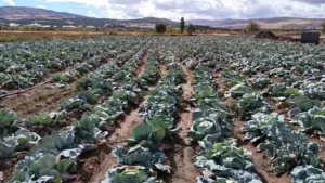 Küresel ısınmaya bağlı iklim değişikliği, Sivas’ta ata tohumundan yetiştirilen lahanaları