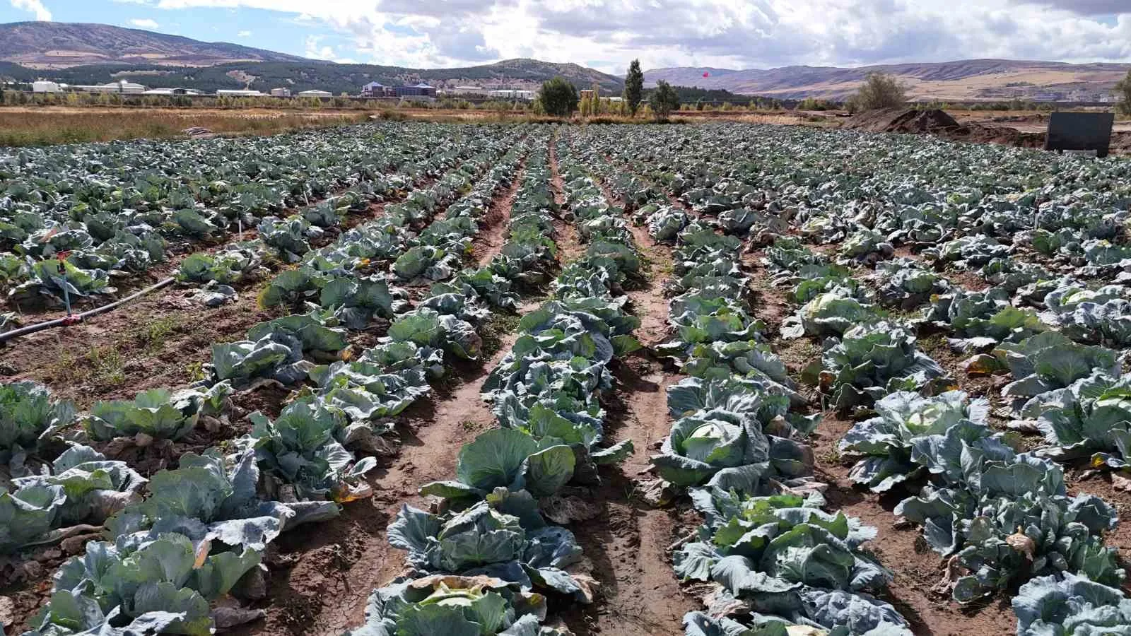 Küresel ısınmaya bağlı iklim değişikliği, Sivas’ta ata tohumundan yetiştirilen lahanaları