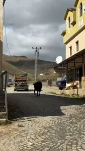 Gümüşhane’nin doğal güzellikleriyle ünlü Taşköprü Yaylası, hayvanların yürekleri ısıtan dostluk