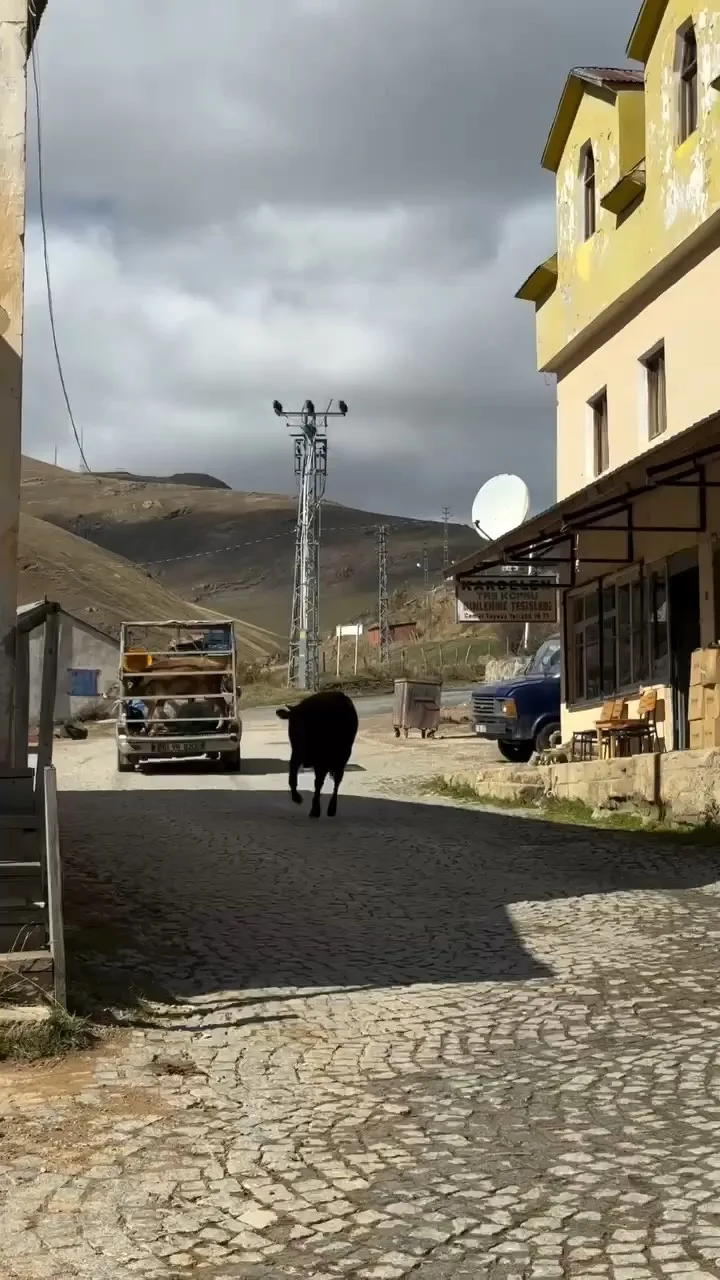 Gümüşhane’nin doğal güzellikleriyle ünlü Taşköprü Yaylası, hayvanların yürekleri ısıtan dostluk