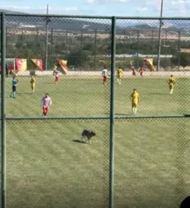 Keçiborlu Belediyespor’un, 1922 Akşehirspor ile oynadığı Bölgesel Amatör Lig maçının
