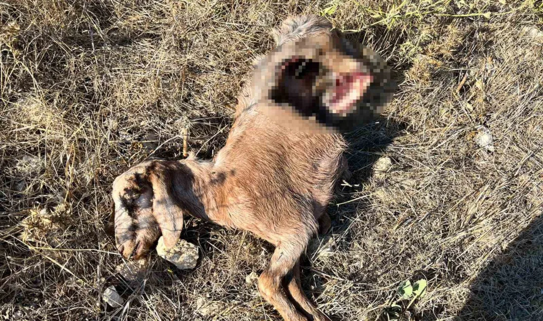 Antalya’nın Kumluca ilçesinde yaşayan bir adam, bir günlük iş seyahatinden
