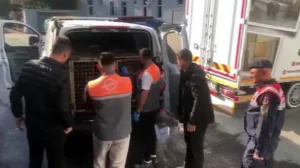 Kayseri’de jandarma ekipleri tarafından yapılan çalışmalarda; köpek dövüşü yapan 13