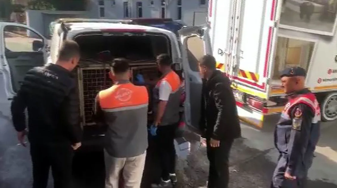 Kayseri’de jandarma ekipleri tarafından yapılan çalışmalarda; köpek dövüşü yapan 13