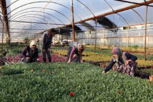 Muğla Büyükşehir Belediyesi, kırsalda üretimi sürdüren kadınların ve üretici kooperatiflerin